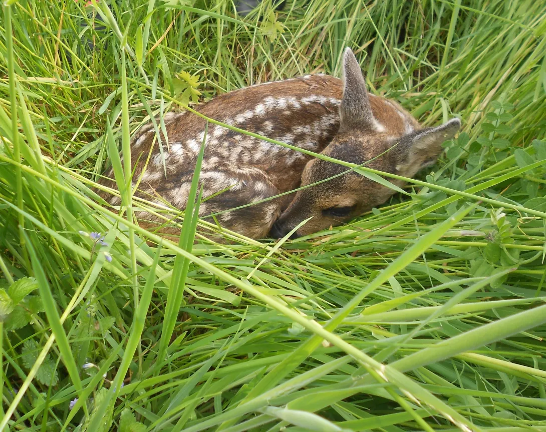 Young fawn hiding, waiting for mother's return
