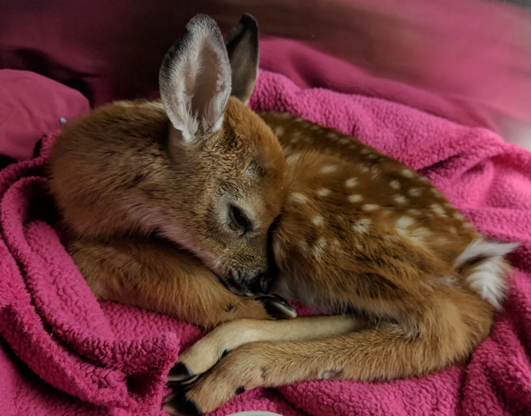 Fawn in rehab