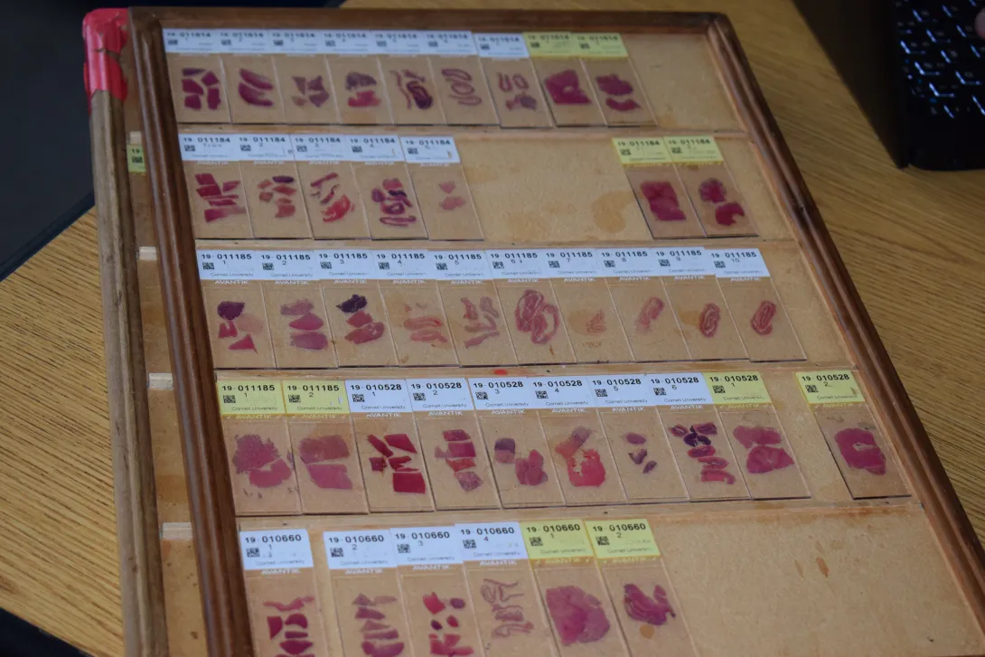 Flat of histo slides