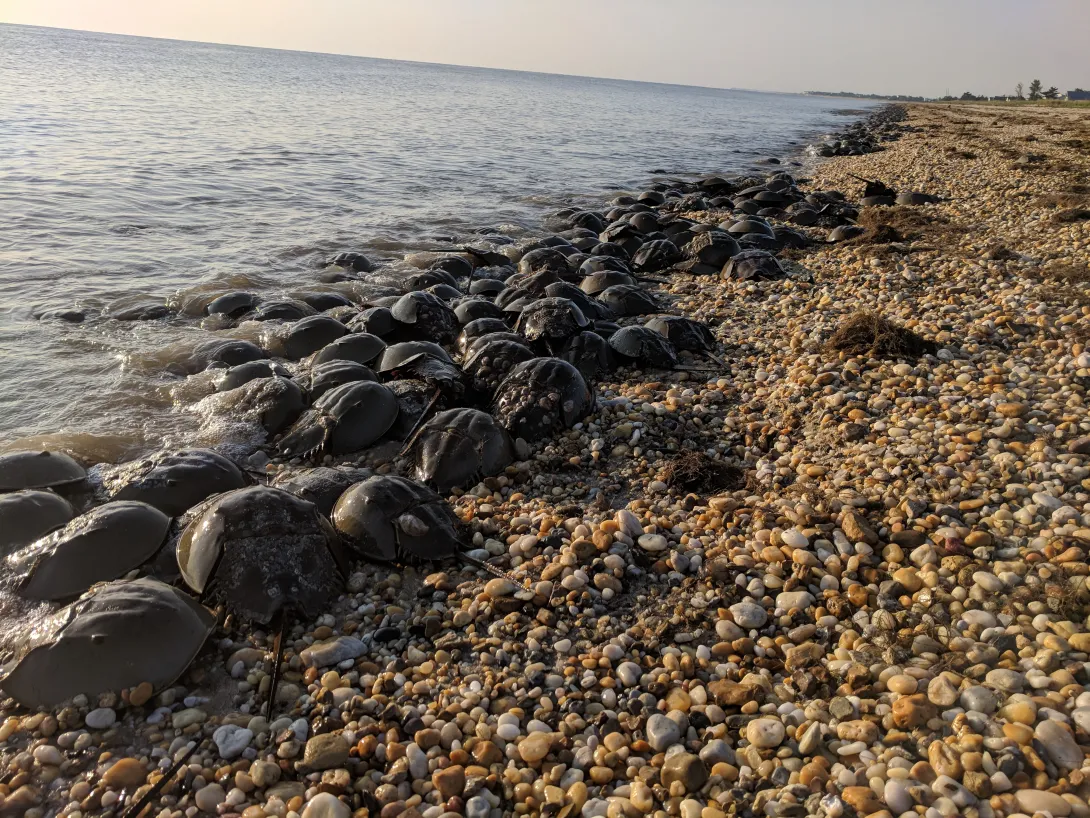 Traffic jam, horseshoe crab style