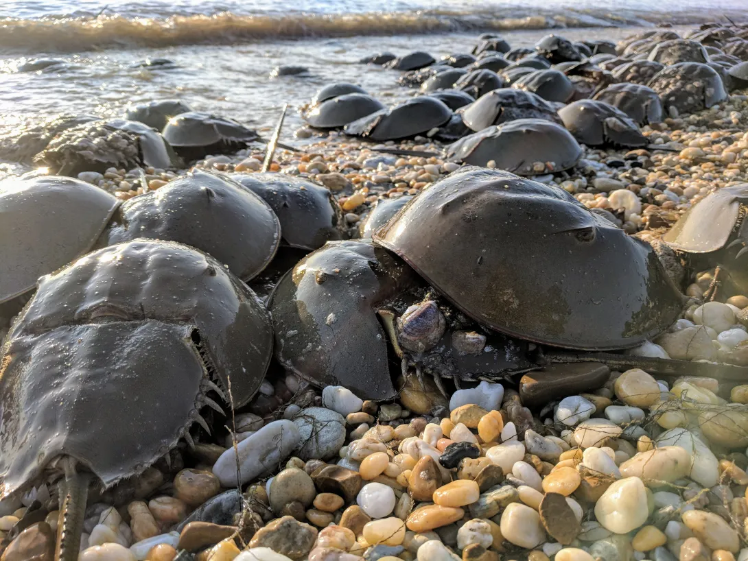 Horseshoe crabs at the beach