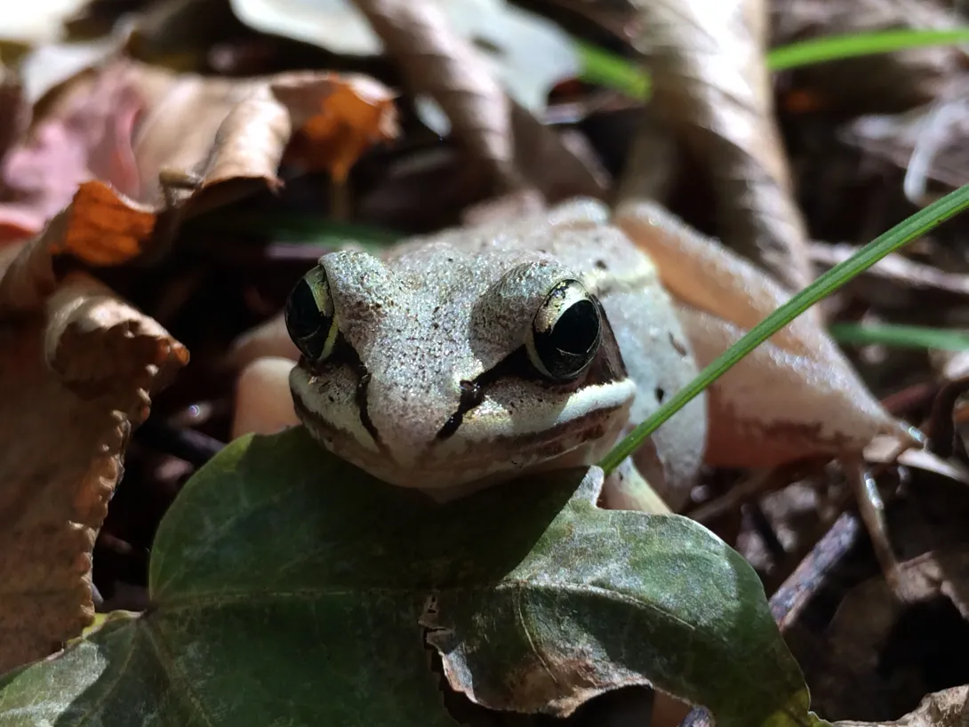 wood frog in leaves