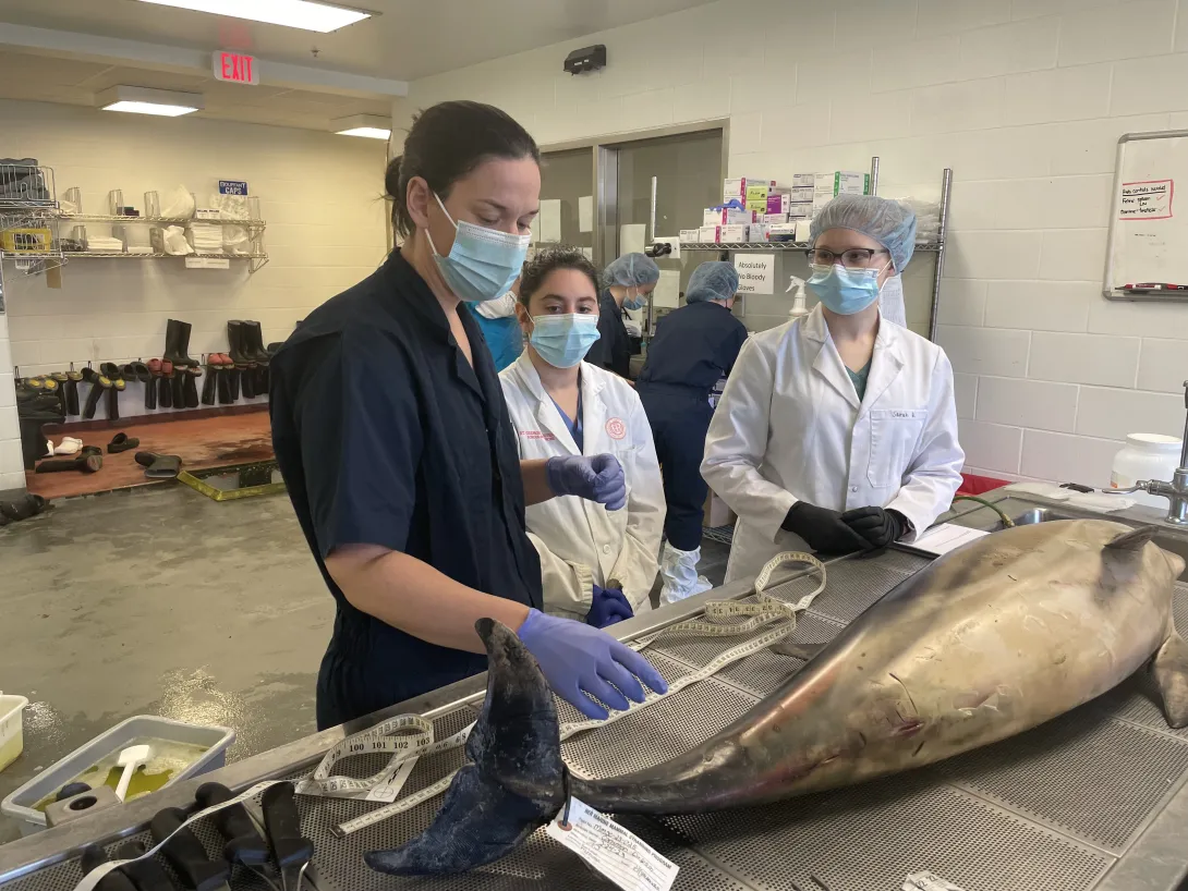 Dr. Bloodgood preparing a short-beaked common dolphin for necropsy for the Special Species Symposium at Cornell.  Dolphin carcass recovered by the Marine Mammal Stranding Center under a stranding agreement with NOAA NMFS.