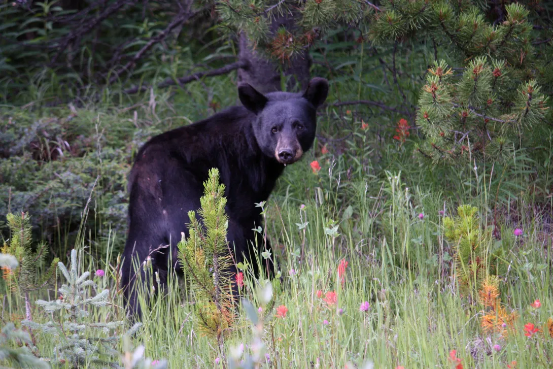Black bear in field