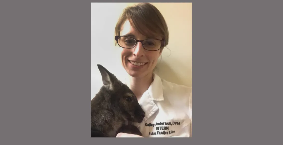 Kailey with Bennett the wallaby under her care at Oklahoma State Veterinary School