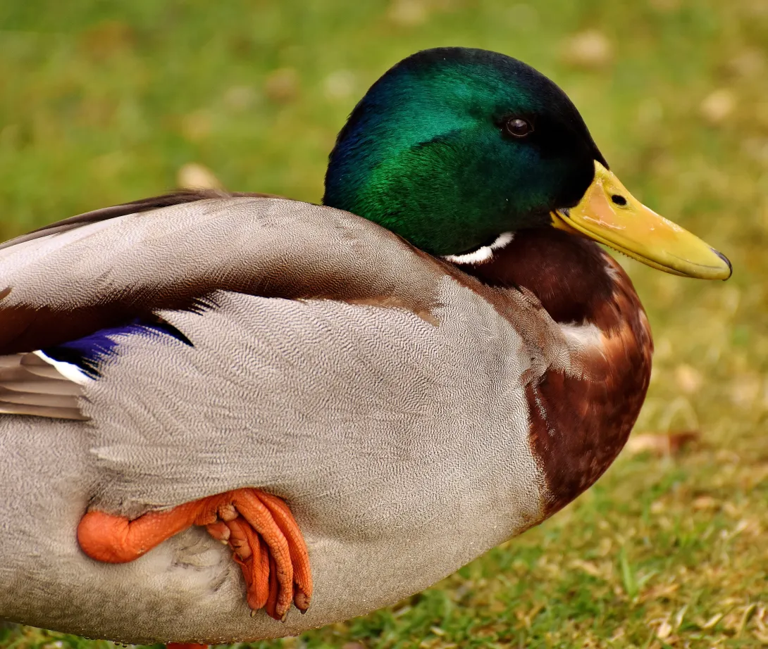 Sure, here's my leg, go ahead, draw blood, quack quack