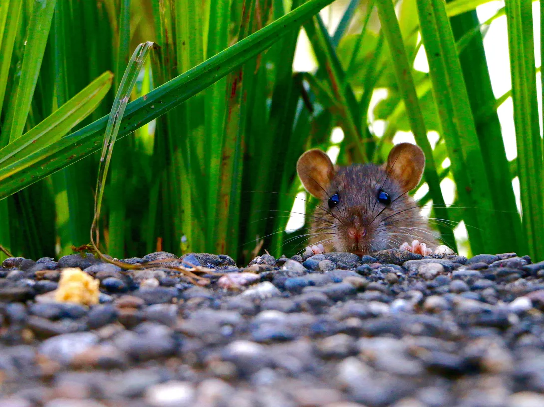 field mouse looking over pile of stones