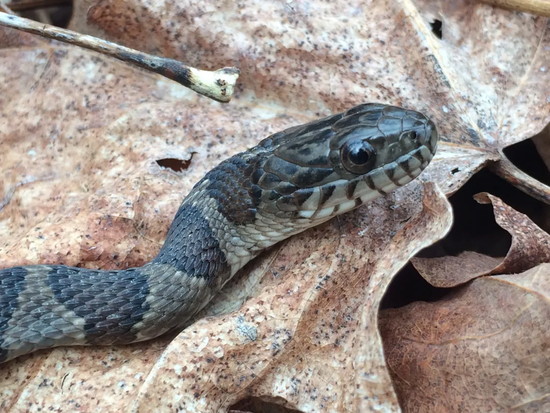 Juvenile water snake 
