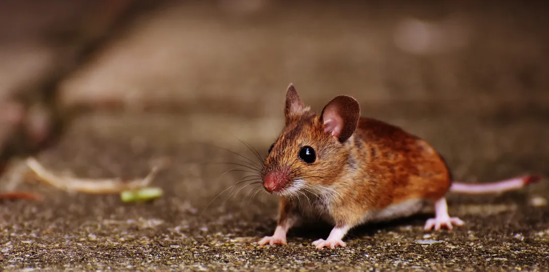 mouse on pavement