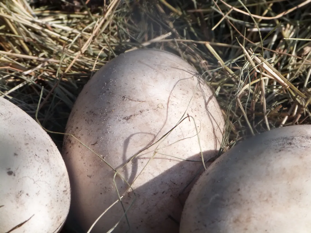 Mute swan eggs