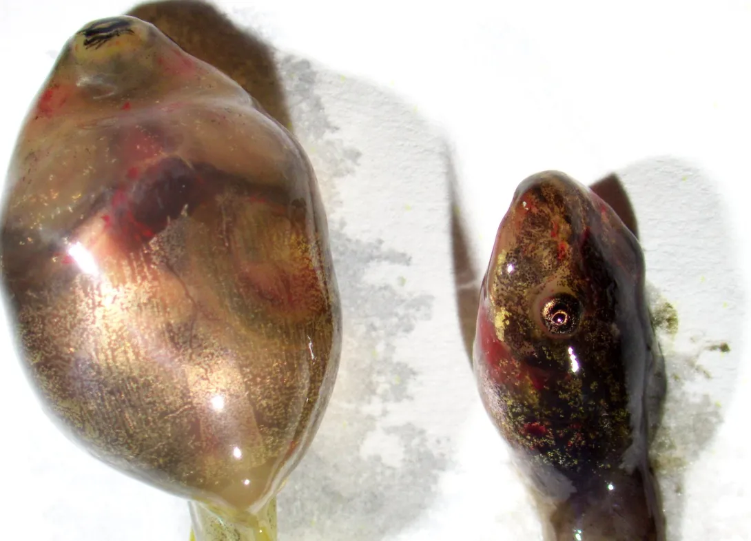 Tadpole with distended body cavity