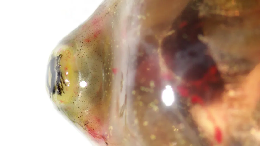 Tadpole with discoloration