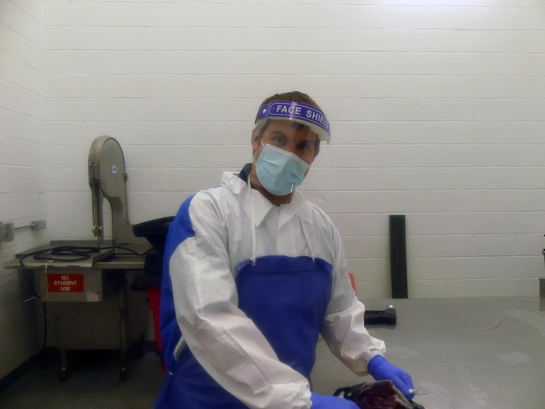 Dr. Hitchener getting a wildlife specimen ready for necropsy.