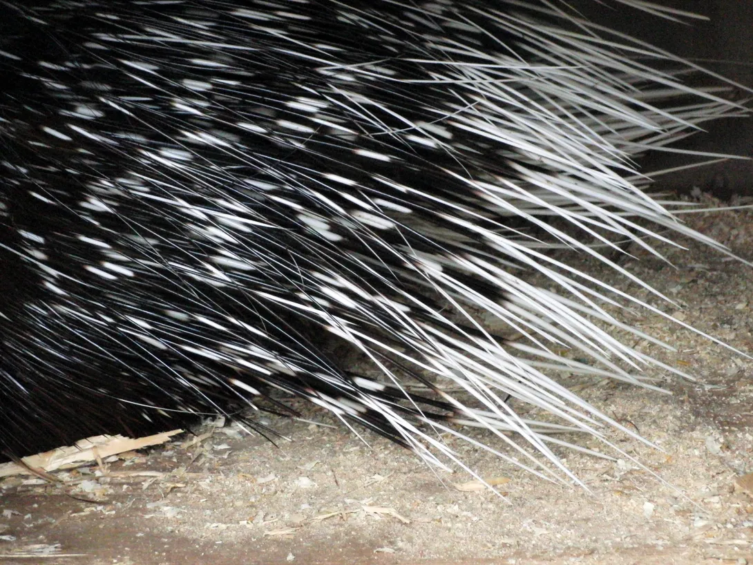 Porcupine quills