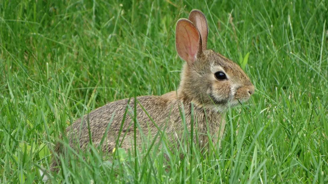 rabbit hiding in grass
