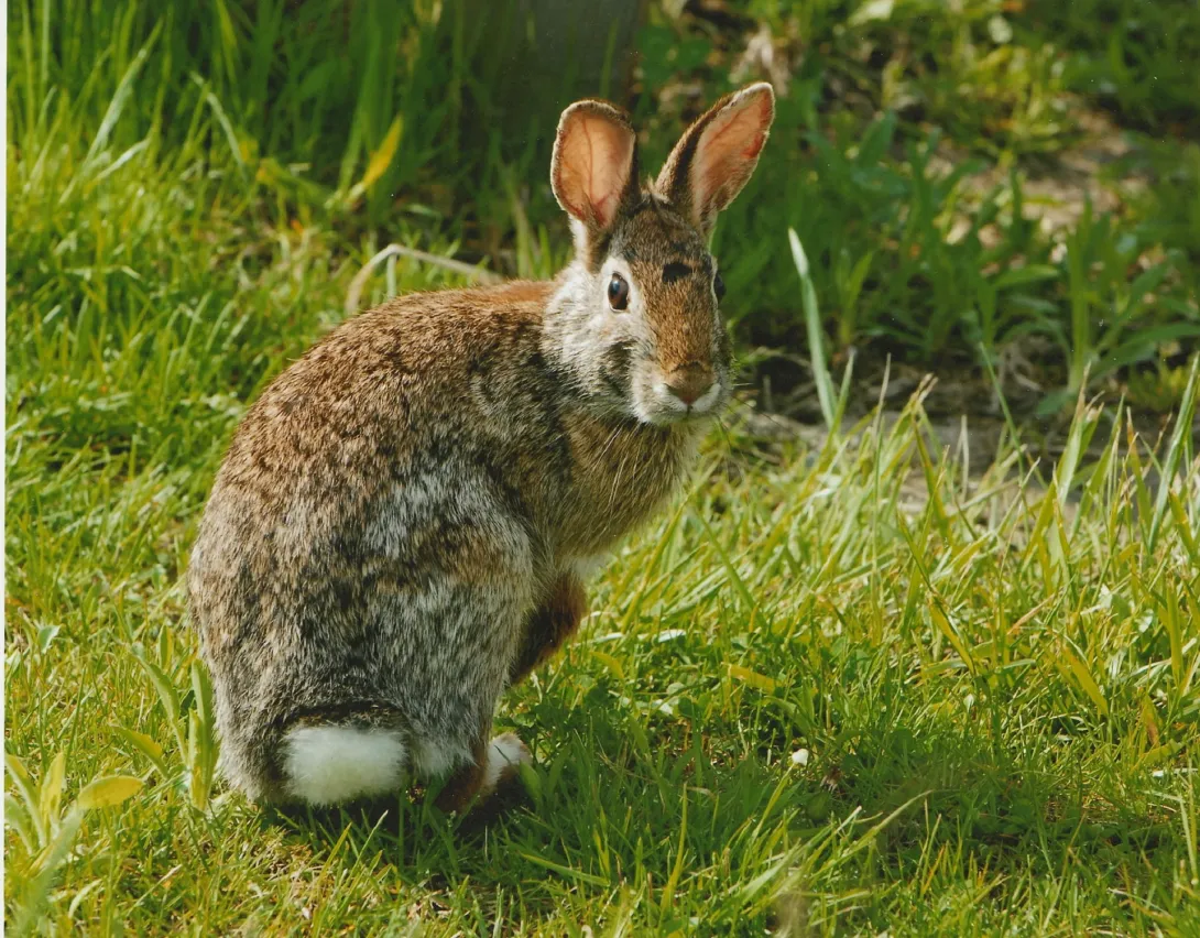 rabbit on grass