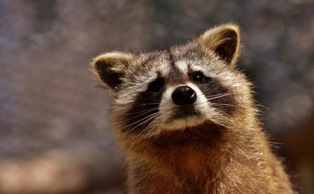 raccoon close up