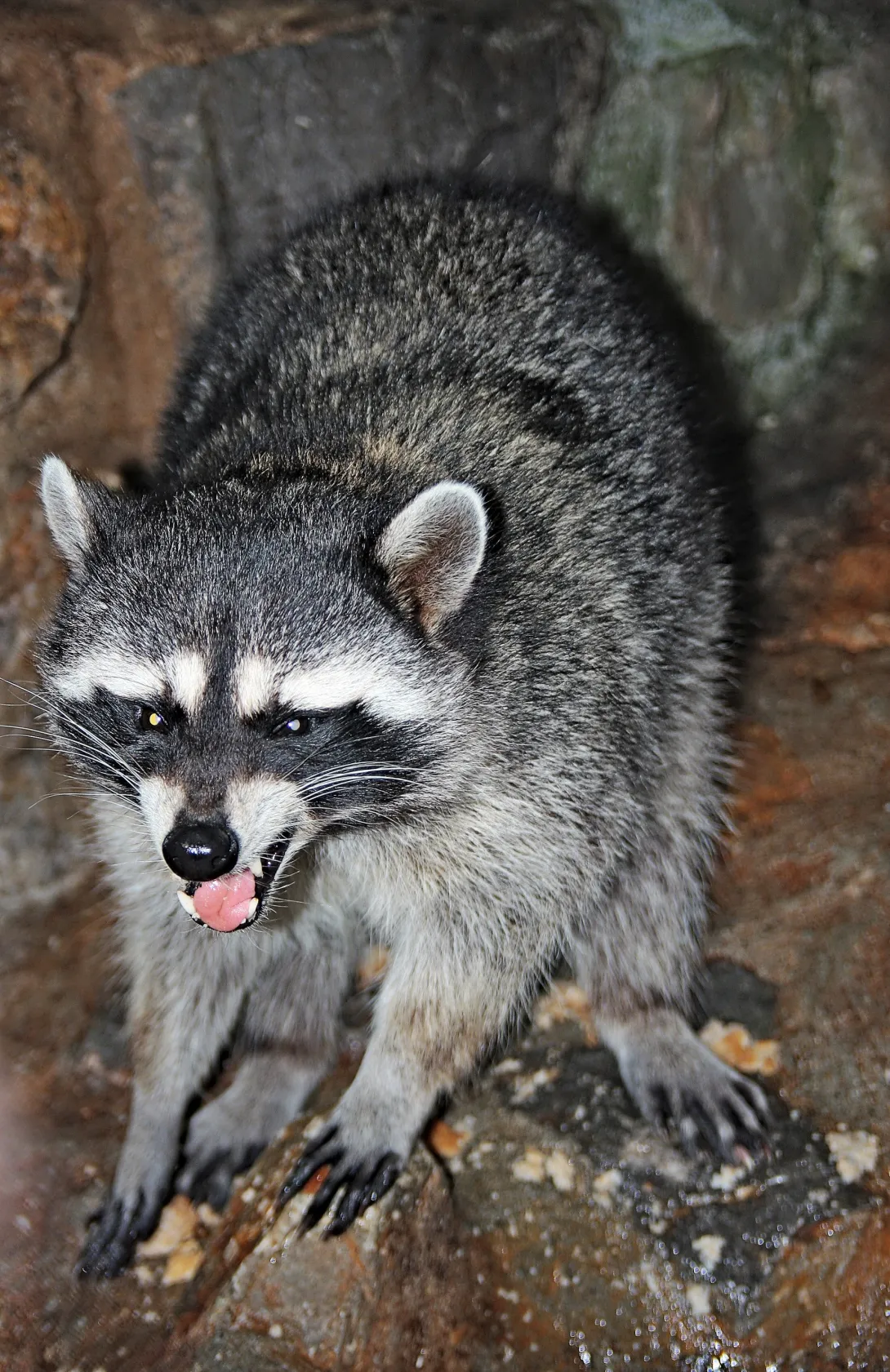 Raccoon with mouth open