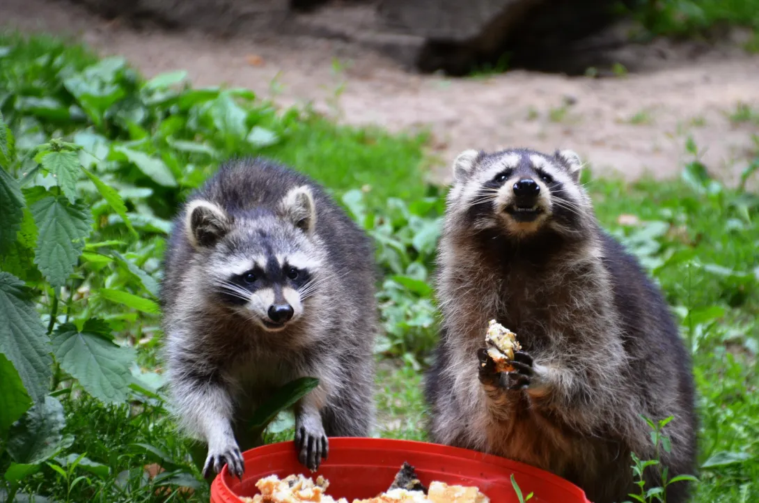 raccoons eating from a red plate