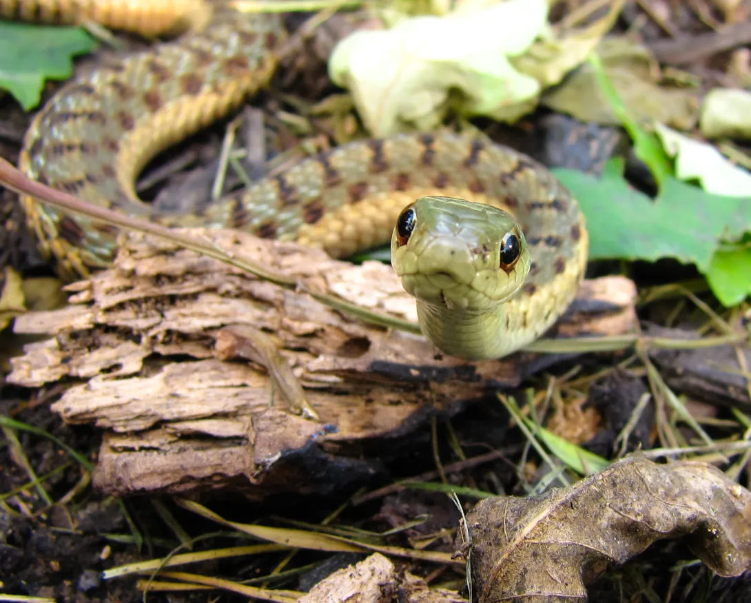 garter snake