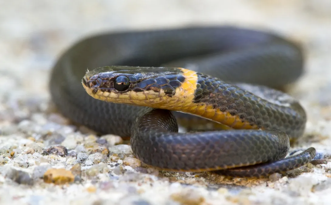 Ring-necked snake