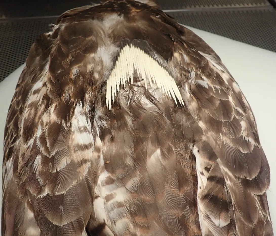 We taped an array of porcupine quills to the back of the hawk and x-rayed it, confirming that quills are not radiopaque. 