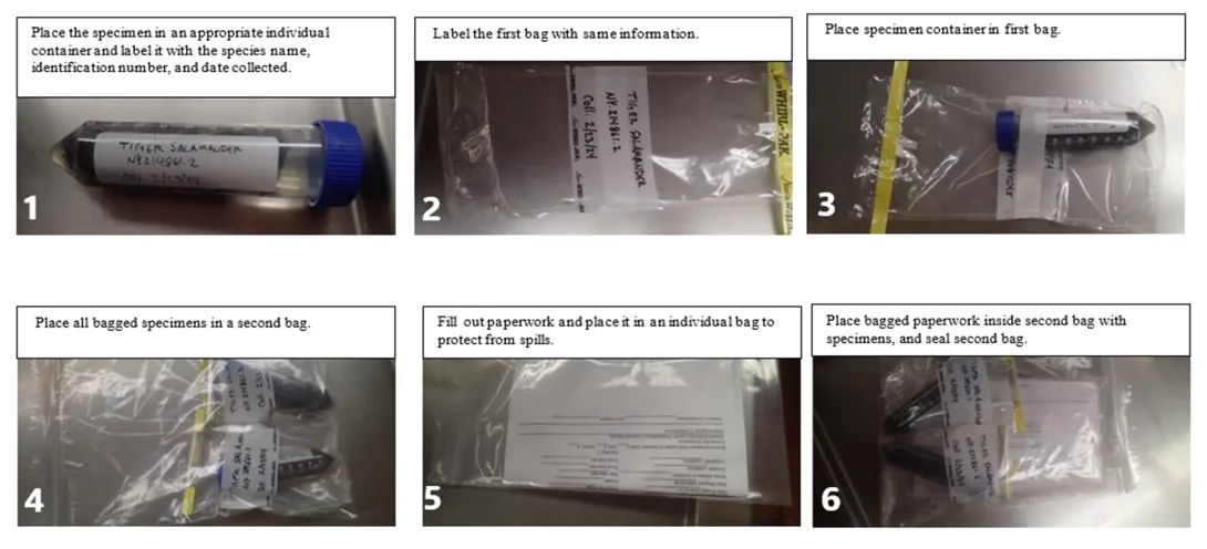 Amphibian Specimen Packaging Steps                                              