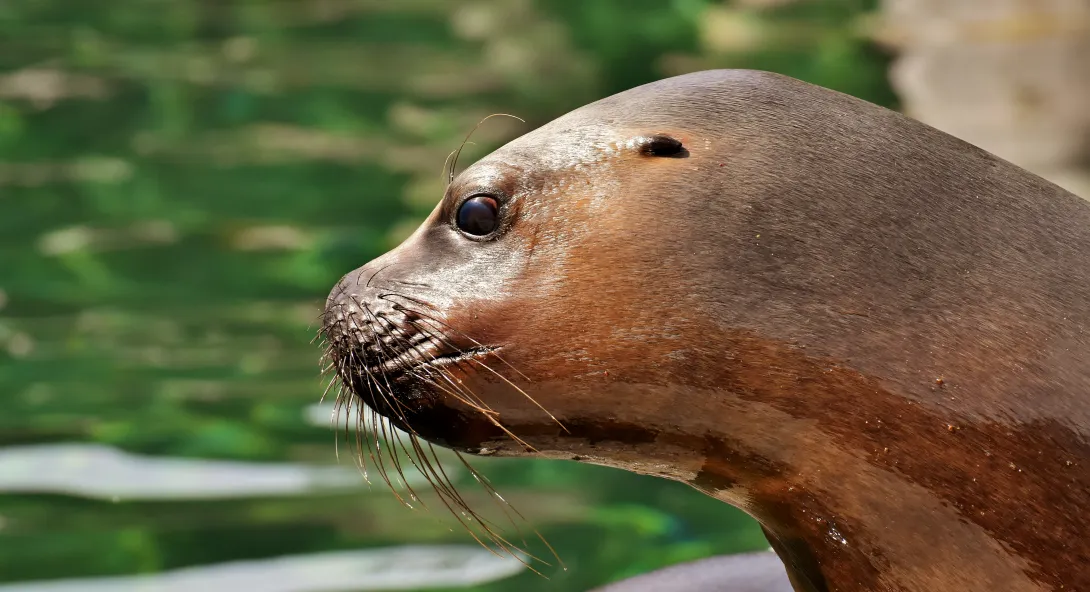 Sea lion at the ready for a salmon meal