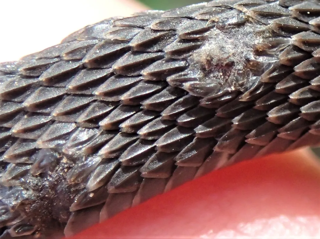 Juvenile Broad-banded Watersnake with snake fungal disease