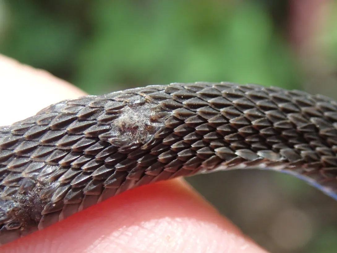 snake fungal disease lesions on snake