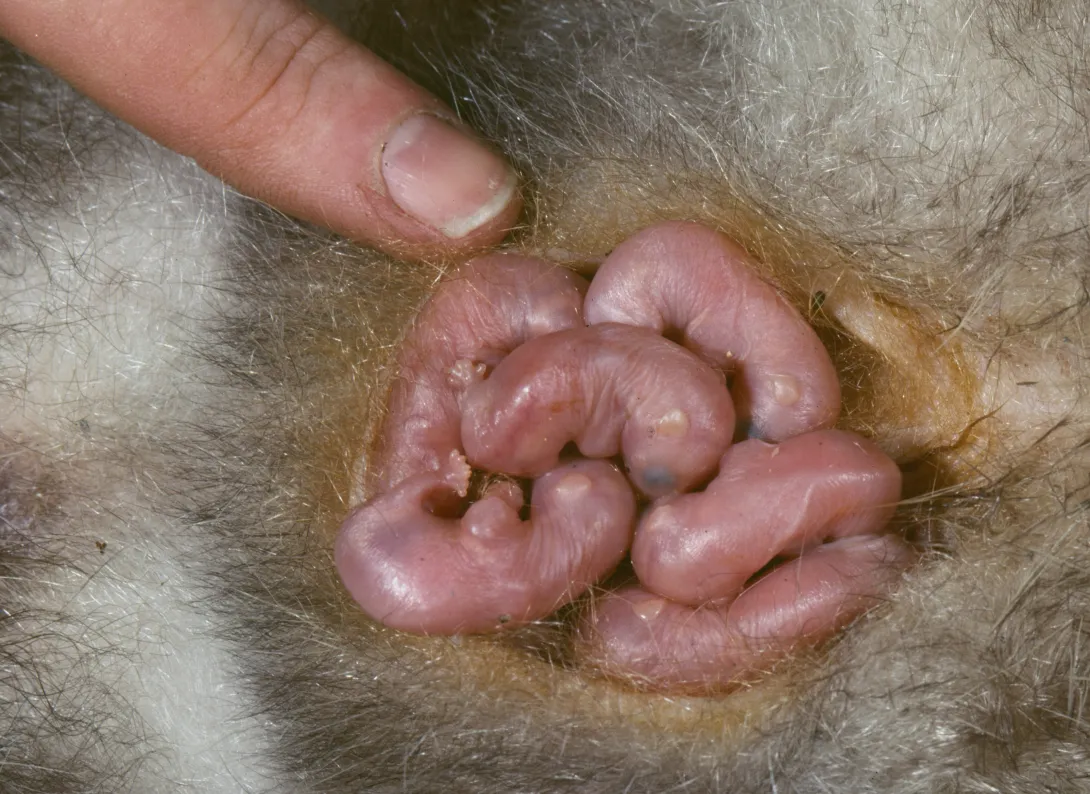 Bumblebee sized baby opossums will spend about 2 months living in their mother's pouch before emerging and looking even remotely like an opossum.
