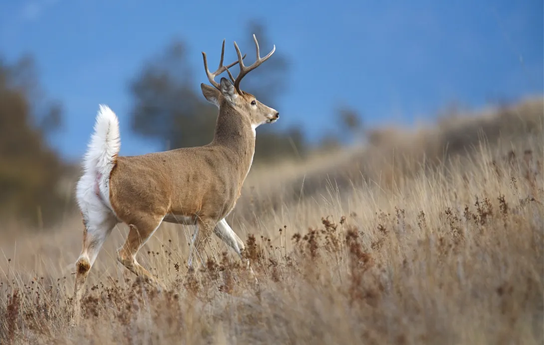 White-tailed deer buck walking in field