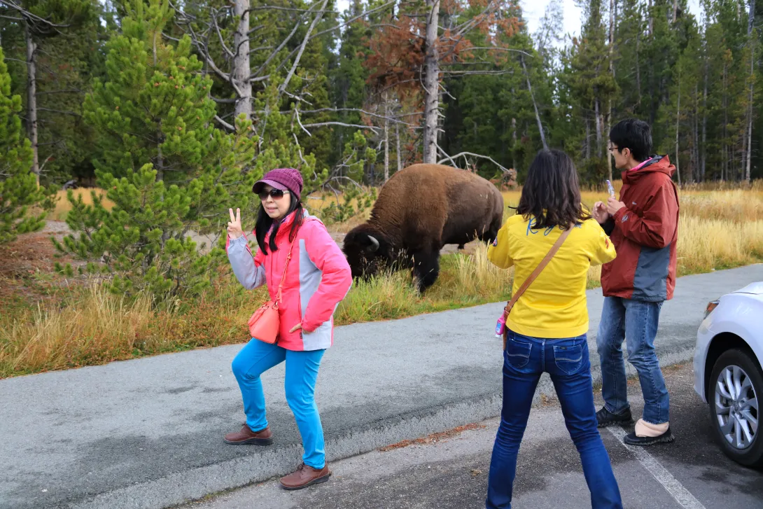 Bison can weight upwards of 2000 pounds (males) and can run at speeds of 30 mph, how close is too close for a selfie?