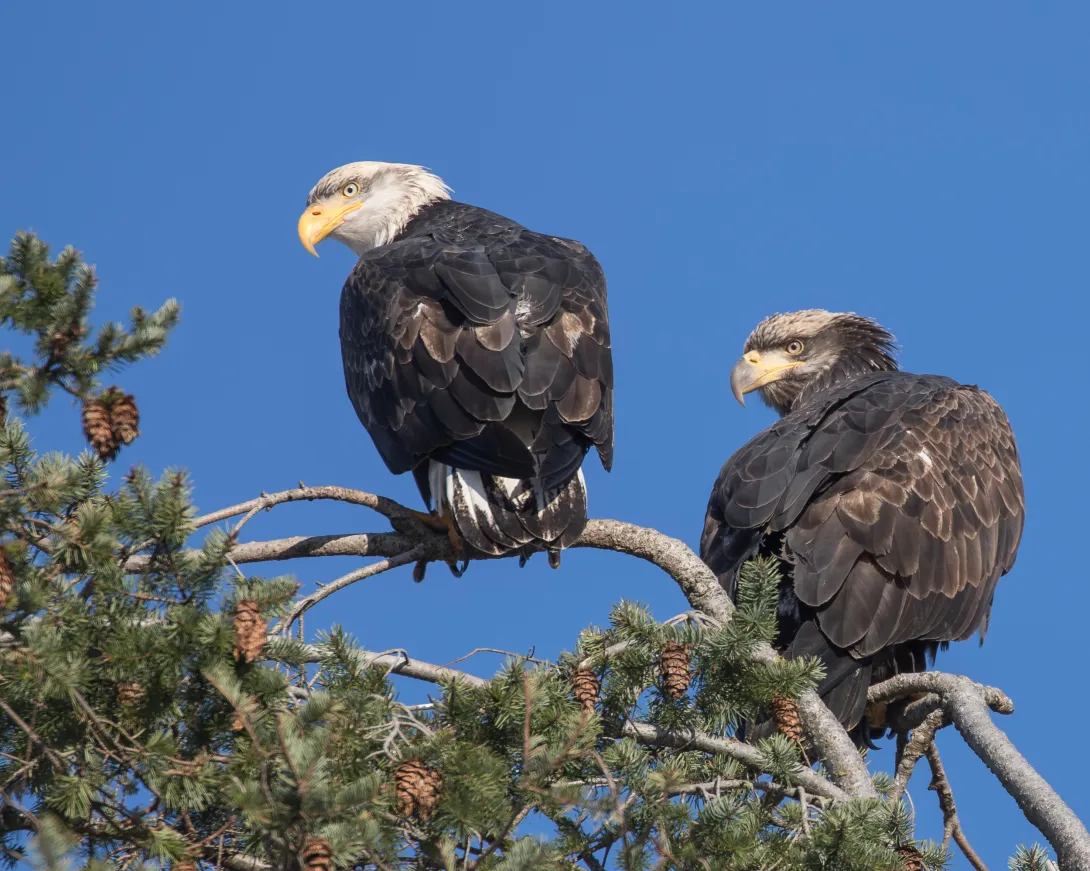 Adult and juvenile bald eagles in tree top