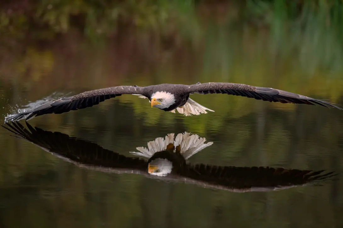 bald eagle flying low over water