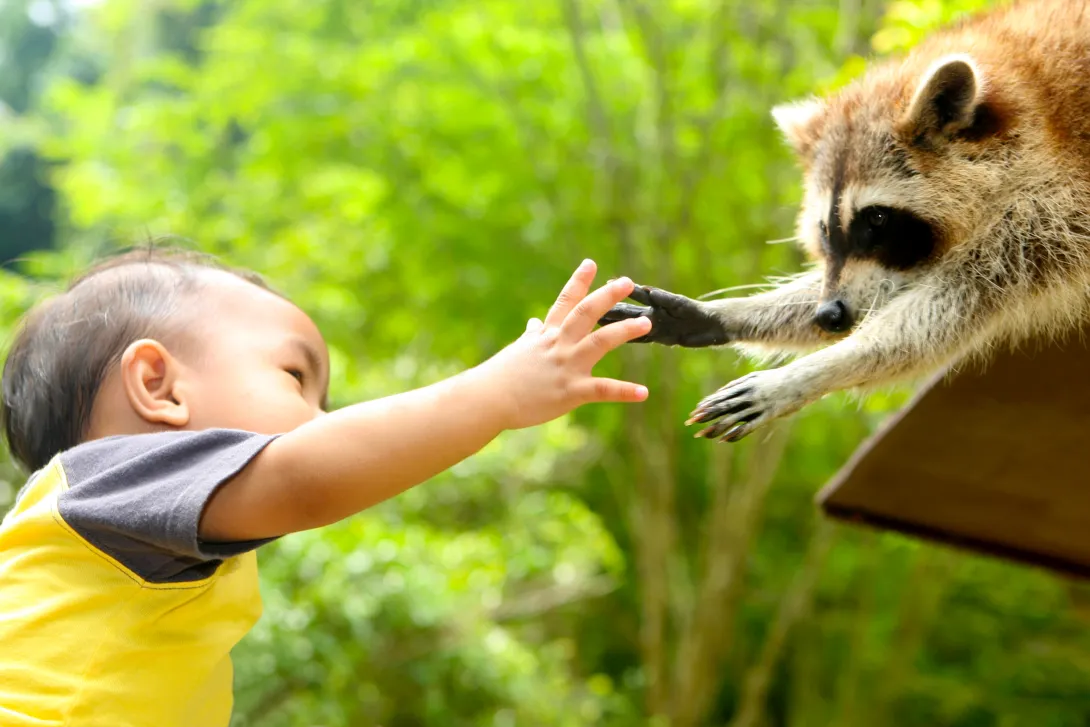 small boy reaching out to a raccoon