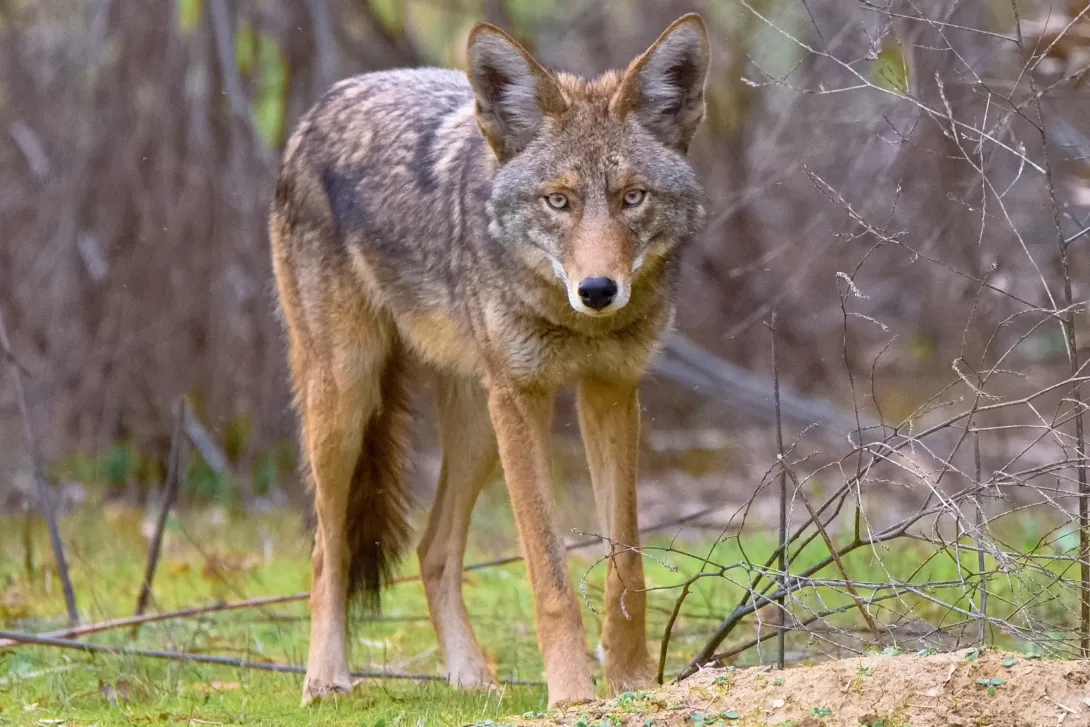 Eastern coyote standing still