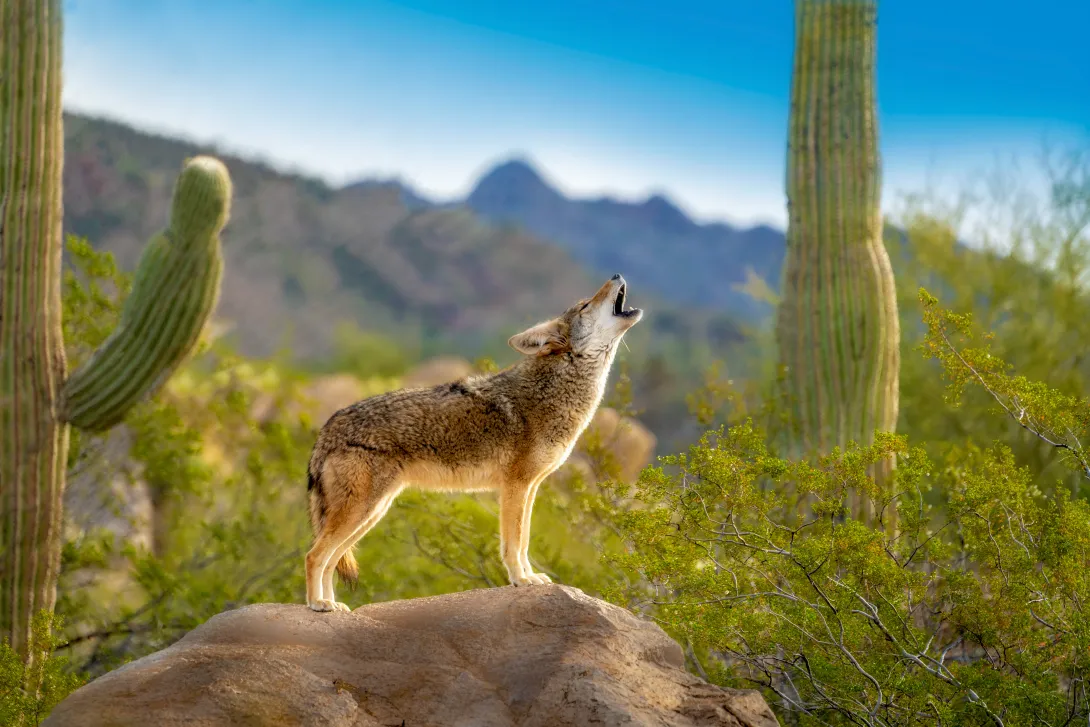 A coyote in a desert habitat