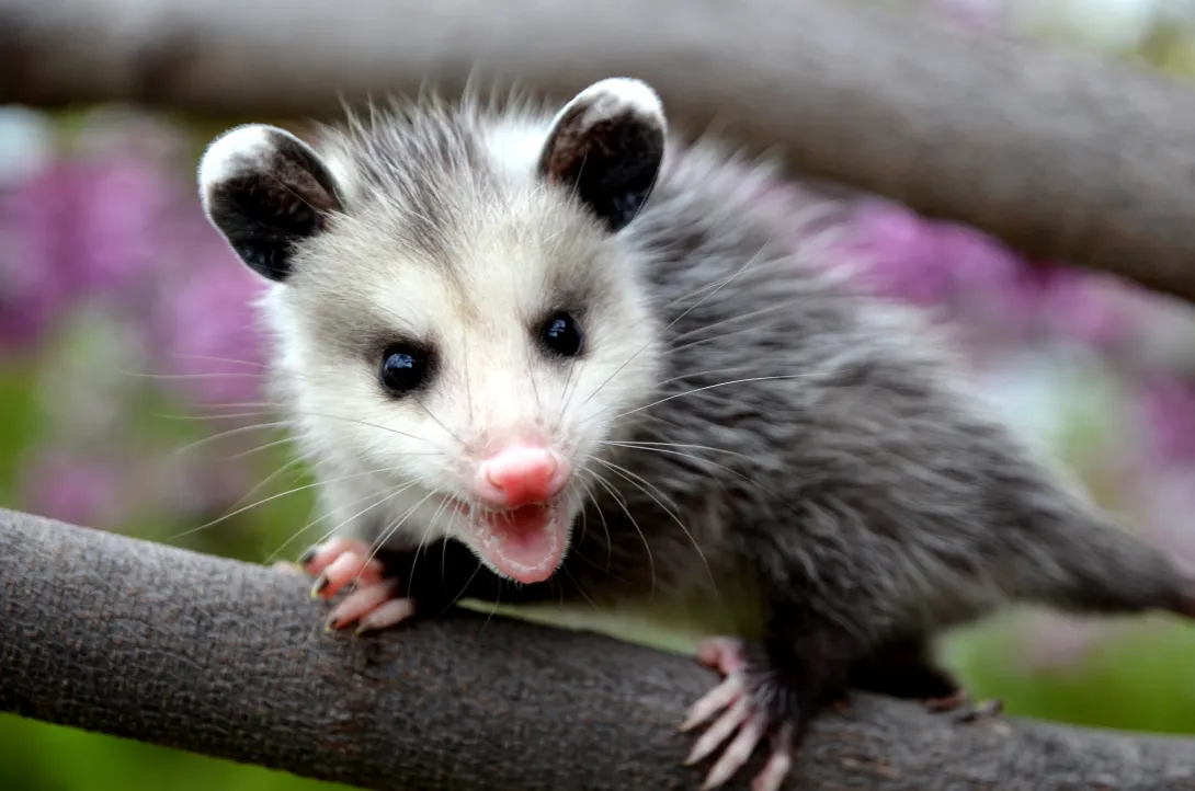 Juvenile opossum on branch