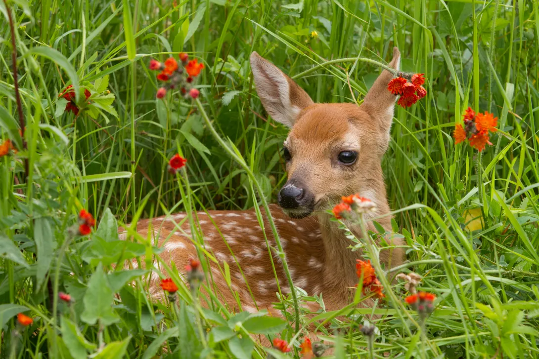 fawn in grass