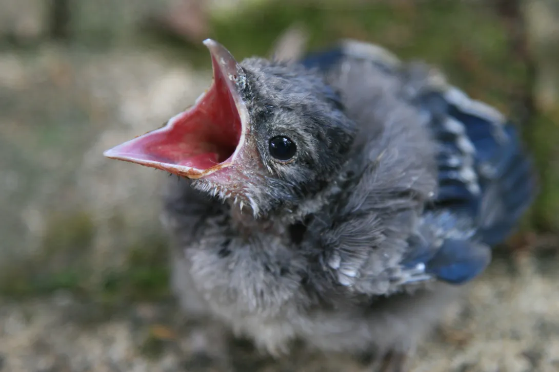 Fledgling blue jay on ground with mouth open