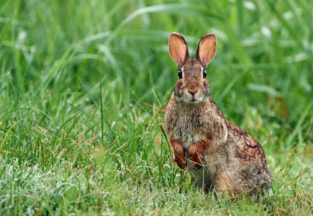 Eastern cottontail in grass