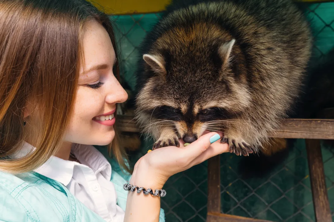 woman hand feeding a raccoon