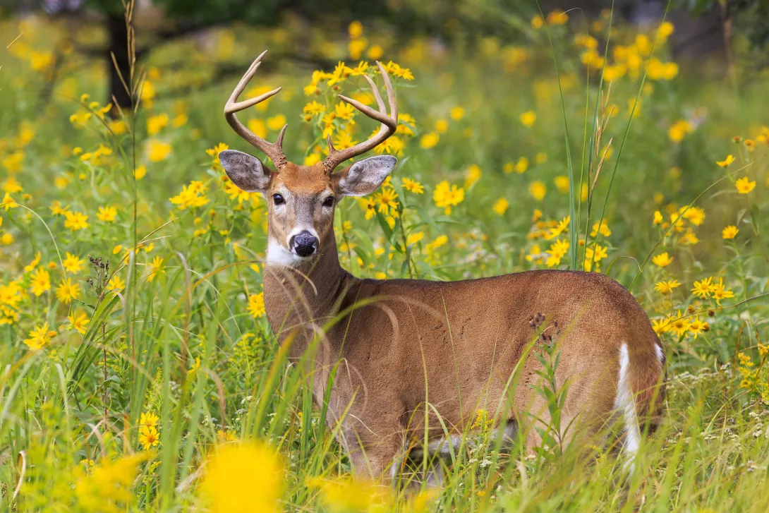 White-tailed deer in field of yellow wildflowers