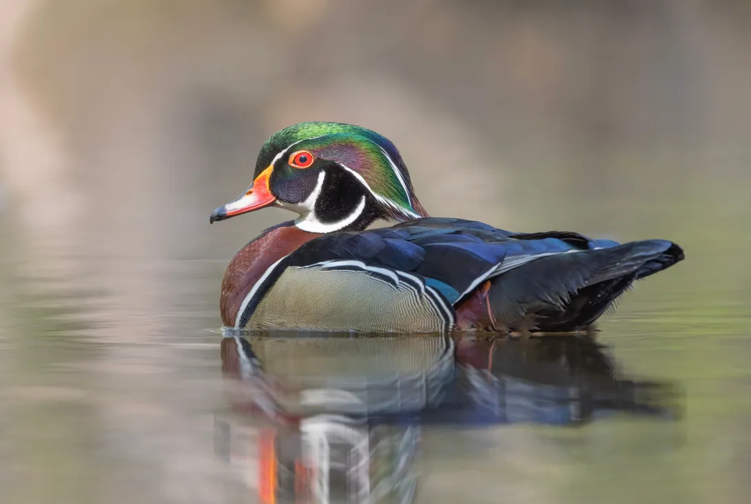 Wood duck in the water