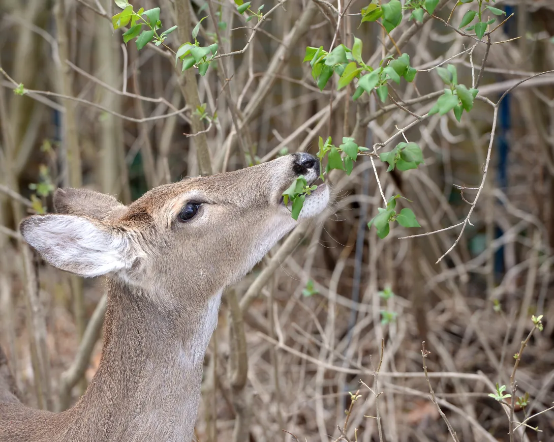 deer eating leaves from a tree