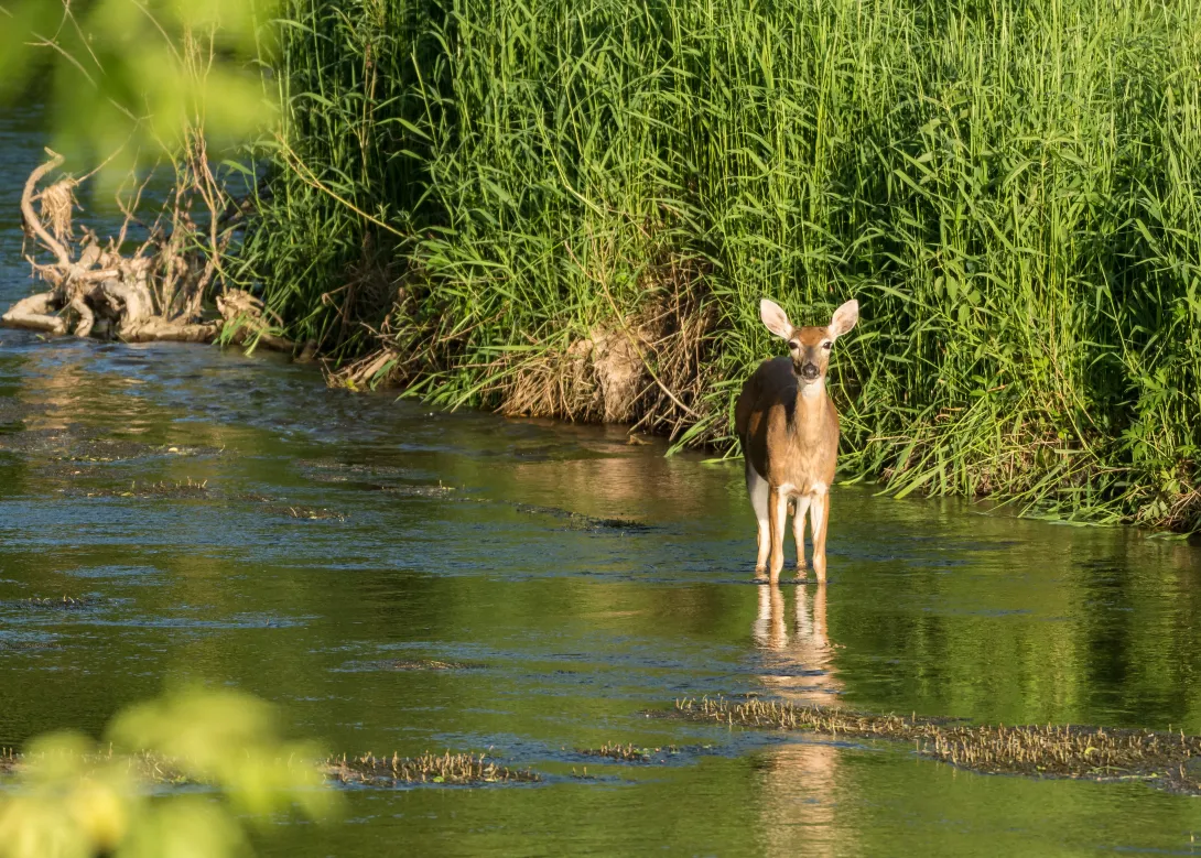 White-tailed deer in water