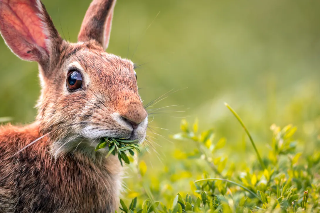 Rabbit eating grass