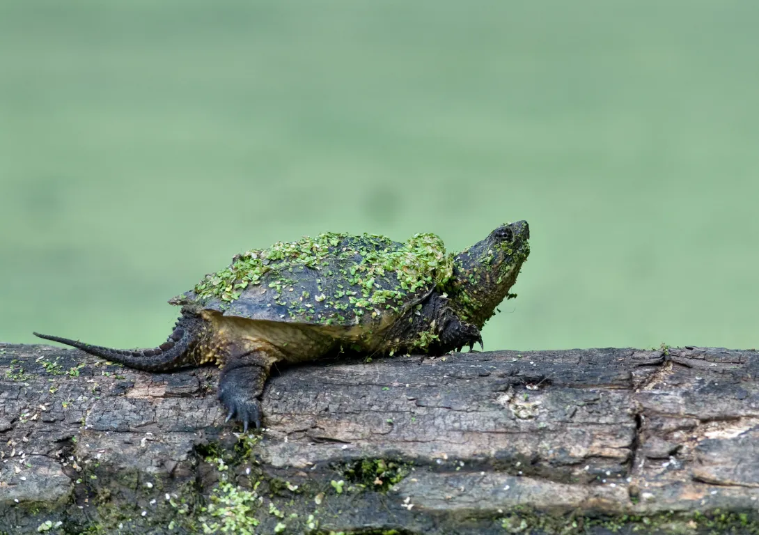 snapping turtle on a log