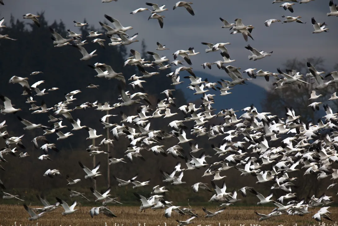 Snow geese flock